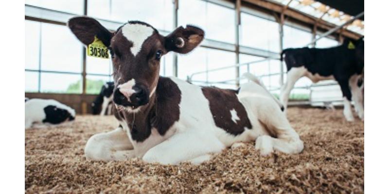 The Senses of the NY Dairy Industry