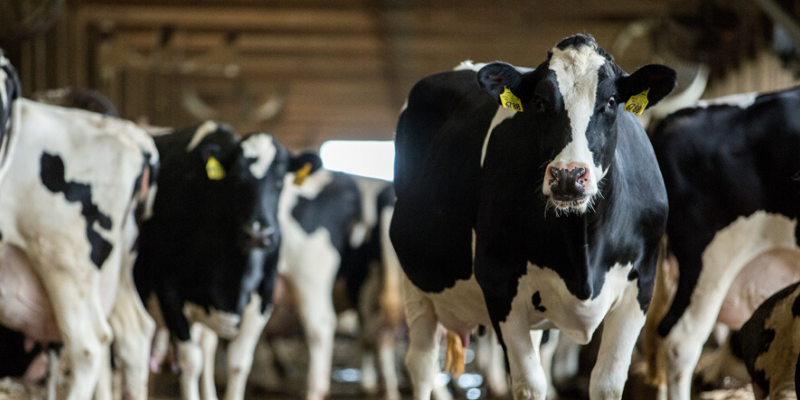 Celebrating Dairy in Extraordinary Times in Central New York