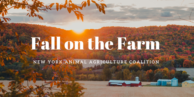 Fall on the Farm