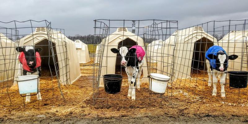 Caring for our Cows During the Cold Season