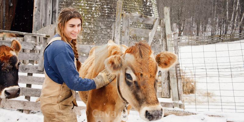 Why Don't Cows Need Coats?