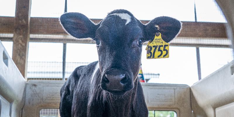 June is Dairy Month