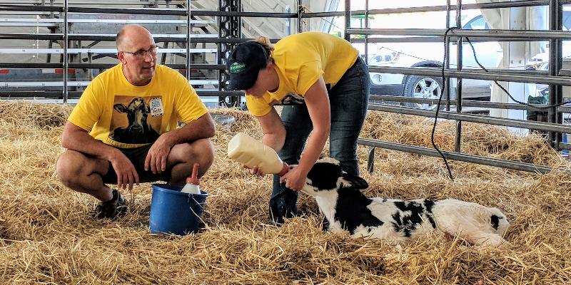 The 2021 Dairy Cow Birthing Center at the Great NYS Fair