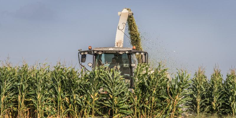 Corn for Cows and Corn for You - Are they the same?