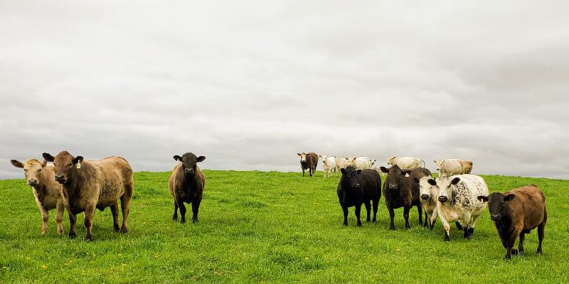 Extreme Weather Impacts Agriculture