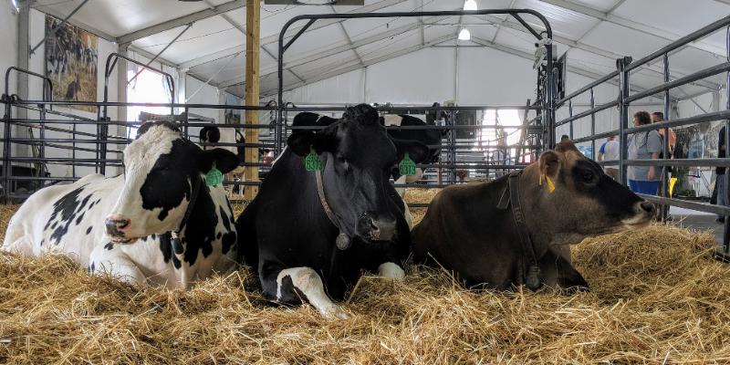 National Dairy Month: JUNE