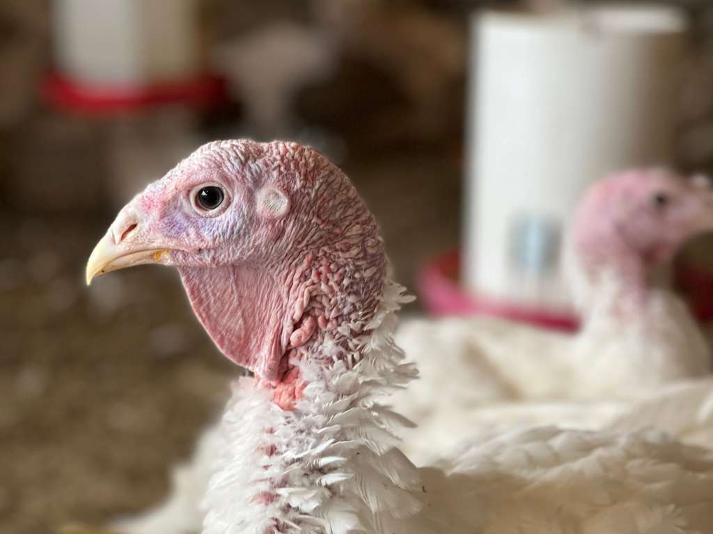 turkey photo